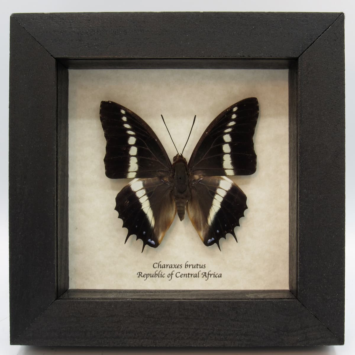 Real framed taxidermy butterfly - Charaxes brutus