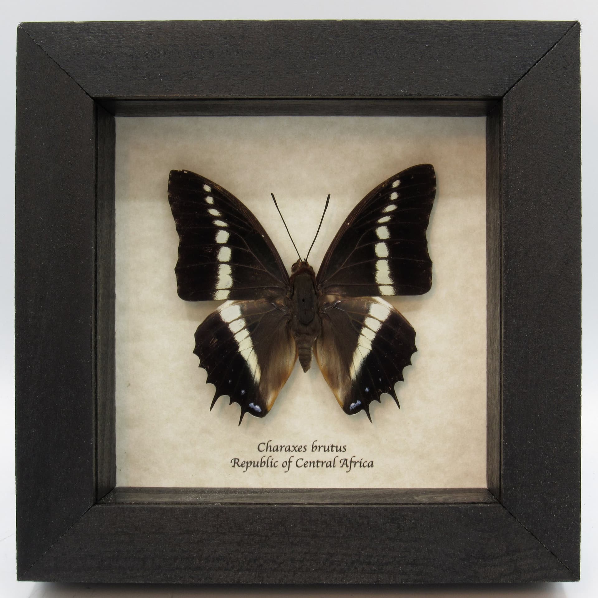 Real framed taxidermy butterfly - Charaxes brutus