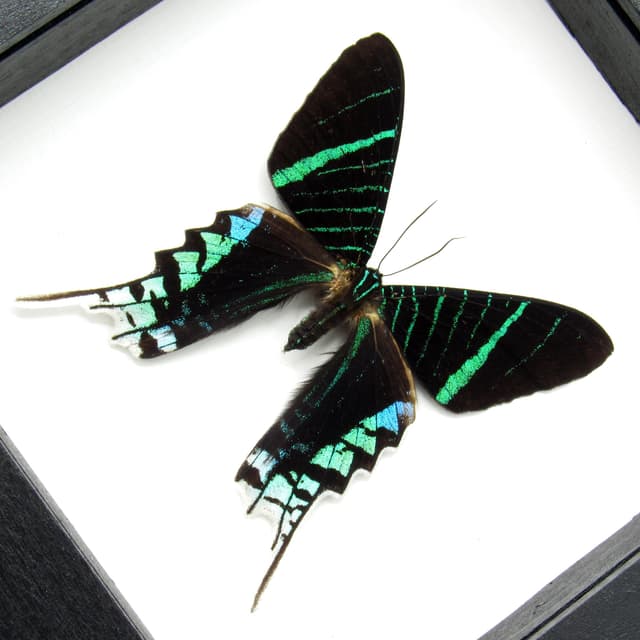Real metallic moth framed taxidermy - Urania leilus