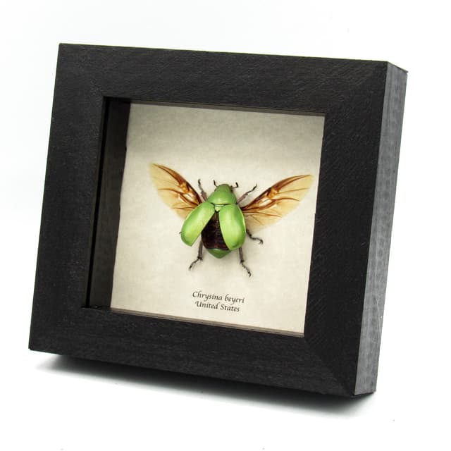 Large Jewel Scarab beetle framed taxidermy - Chrysina beyeri