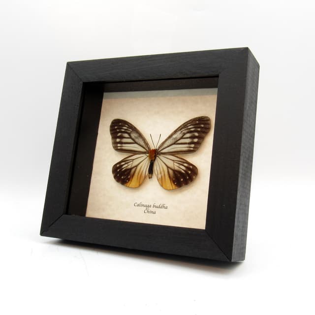 Real Freak butterfly framed taxidermy - Calinaga buddha