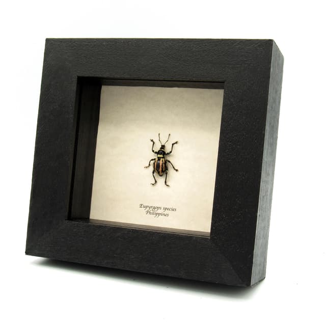 Real pink weevil beetle framed specimen - Eupyrgops species