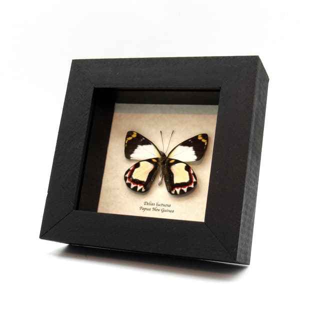 Rare Delias butterfly framed taxidermy - Delias luctuosa