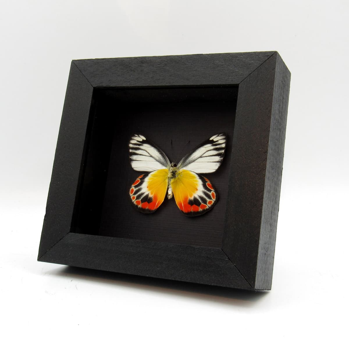 Real Delias butterfly framed taxidermy - Delias periboea