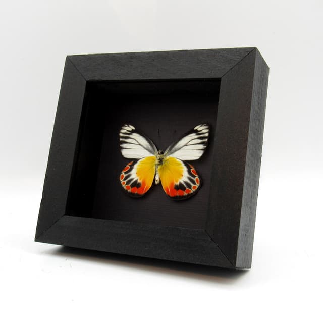 Real Delias butterfly framed taxidermy - Delias periboea