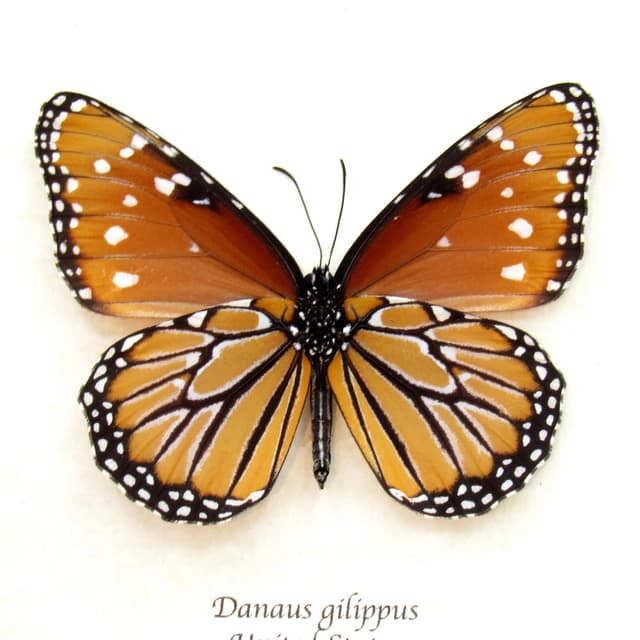 Real Queen butterfly framed taxidermy - Danaus gilippus