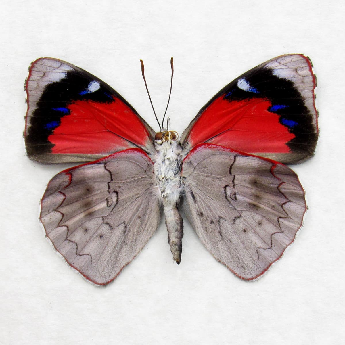 Real red butterfly framed taxidermy - Perisama clisithera