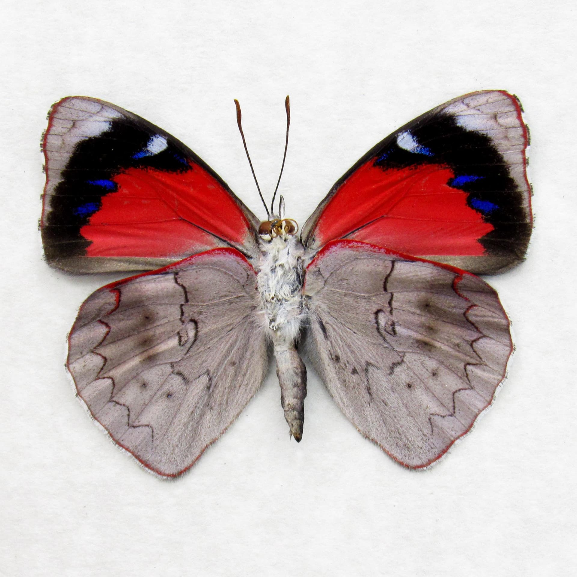 Real red butterfly framed taxidermy - Perisama clisithera
