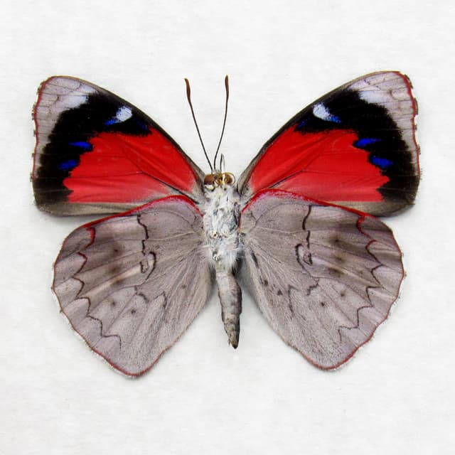 Real red butterfly framed taxidermy - Perisama clisithera