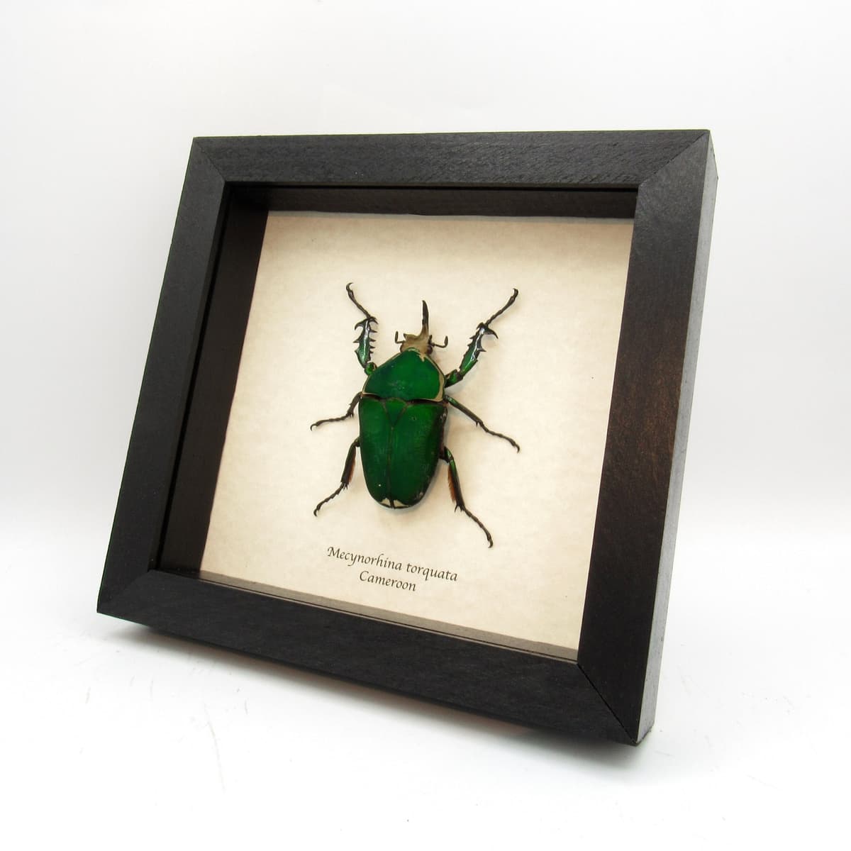 Real XL flower beetle framed taxidermy - Mecynorhina torquata