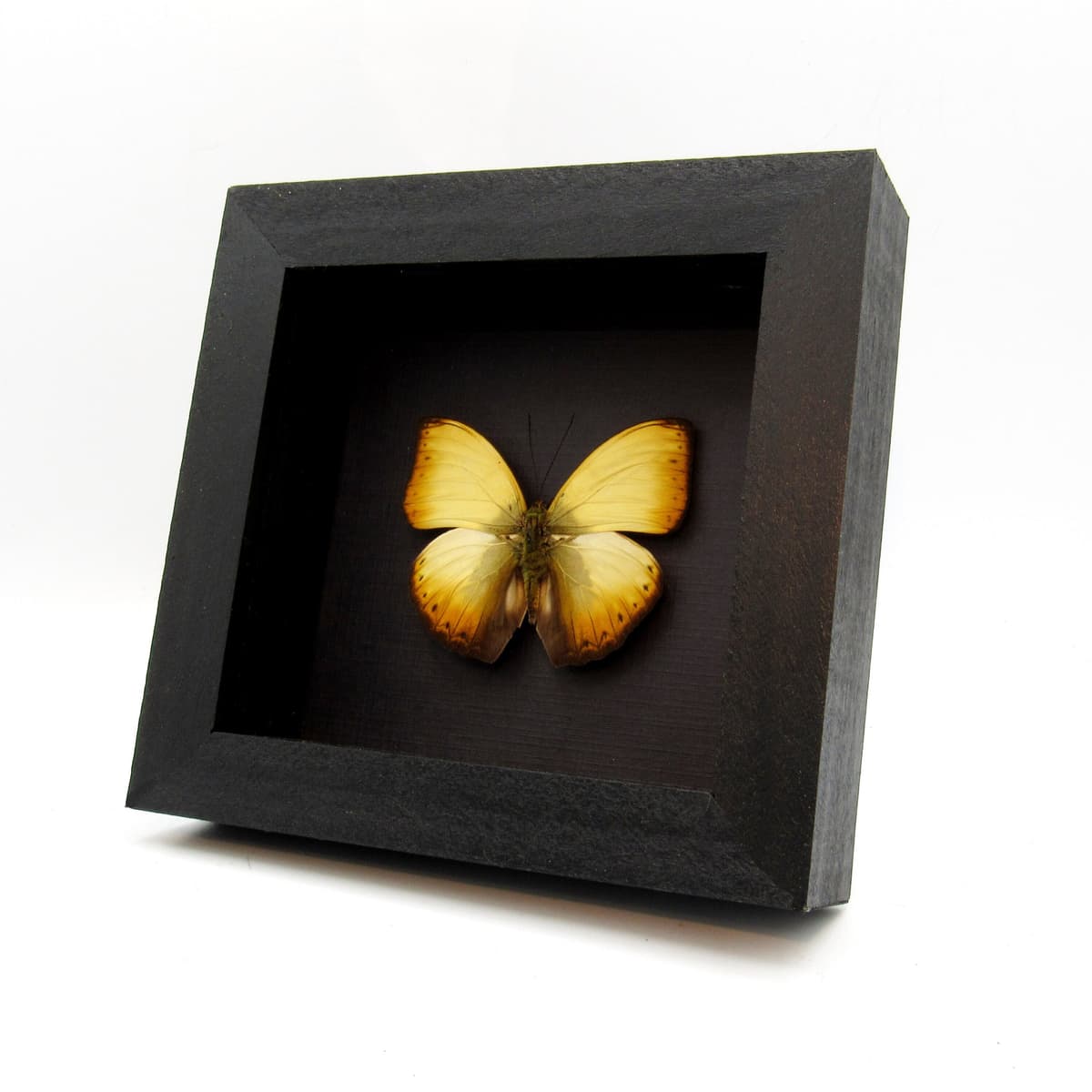 Real African Glider butterfly framed taxidermy - Cymothoe reinholdi