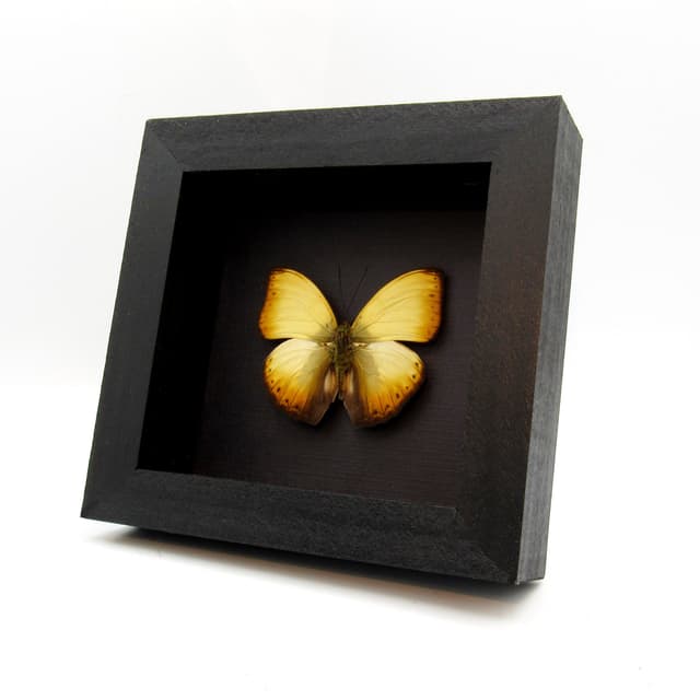 Real African Glider butterfly framed taxidermy - Cymothoe reinholdi
