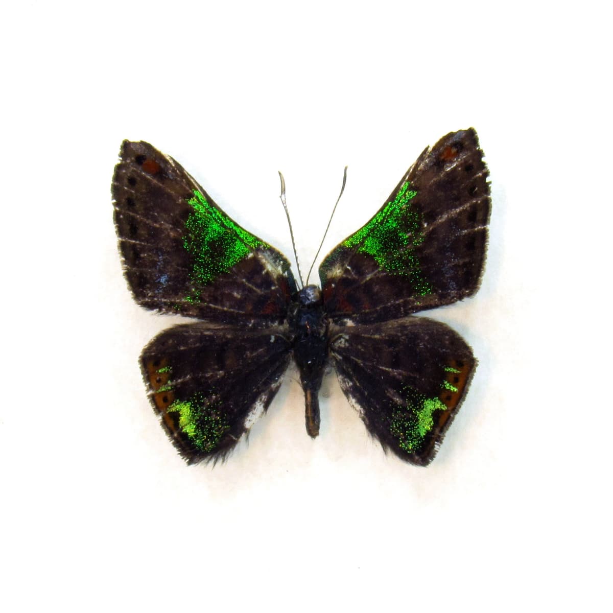 Rare tiny green glitter Metalmark butterfly framed taxidermy - Caria trochilus