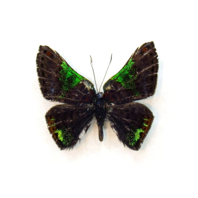Rare tiny green glitter Metalmark butterfly framed taxidermy - Caria trochilus