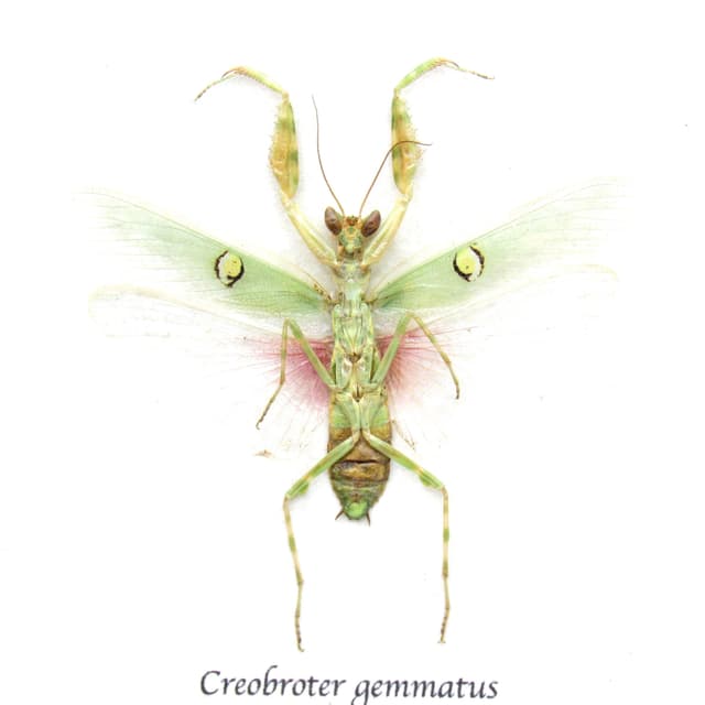 Real Indian Flower Mantis framed taxidermy - Creobroter gemmatus