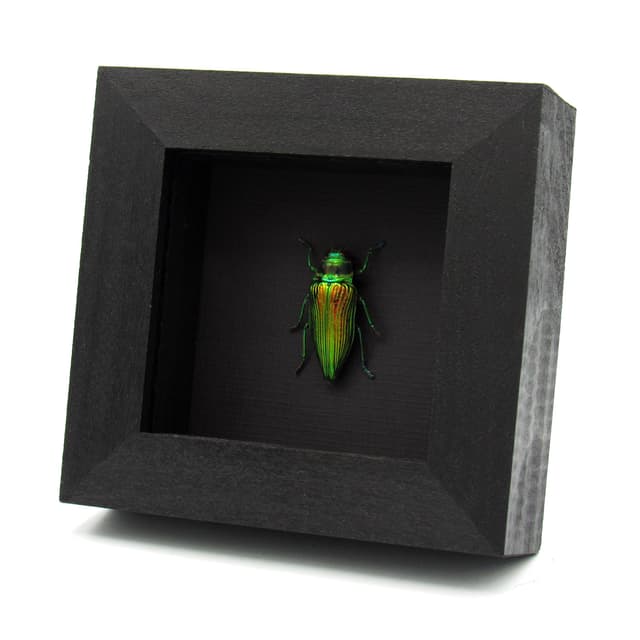 Rare metallic green Jewel beetle framed taxidermy - Psiloptera bicarinata