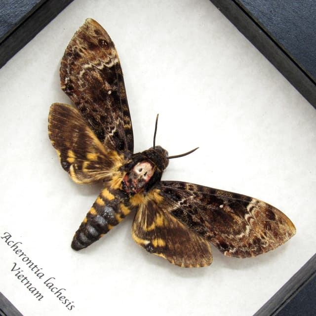 Real Deaths Head moth framed taxidermy - Acherontia lachesis