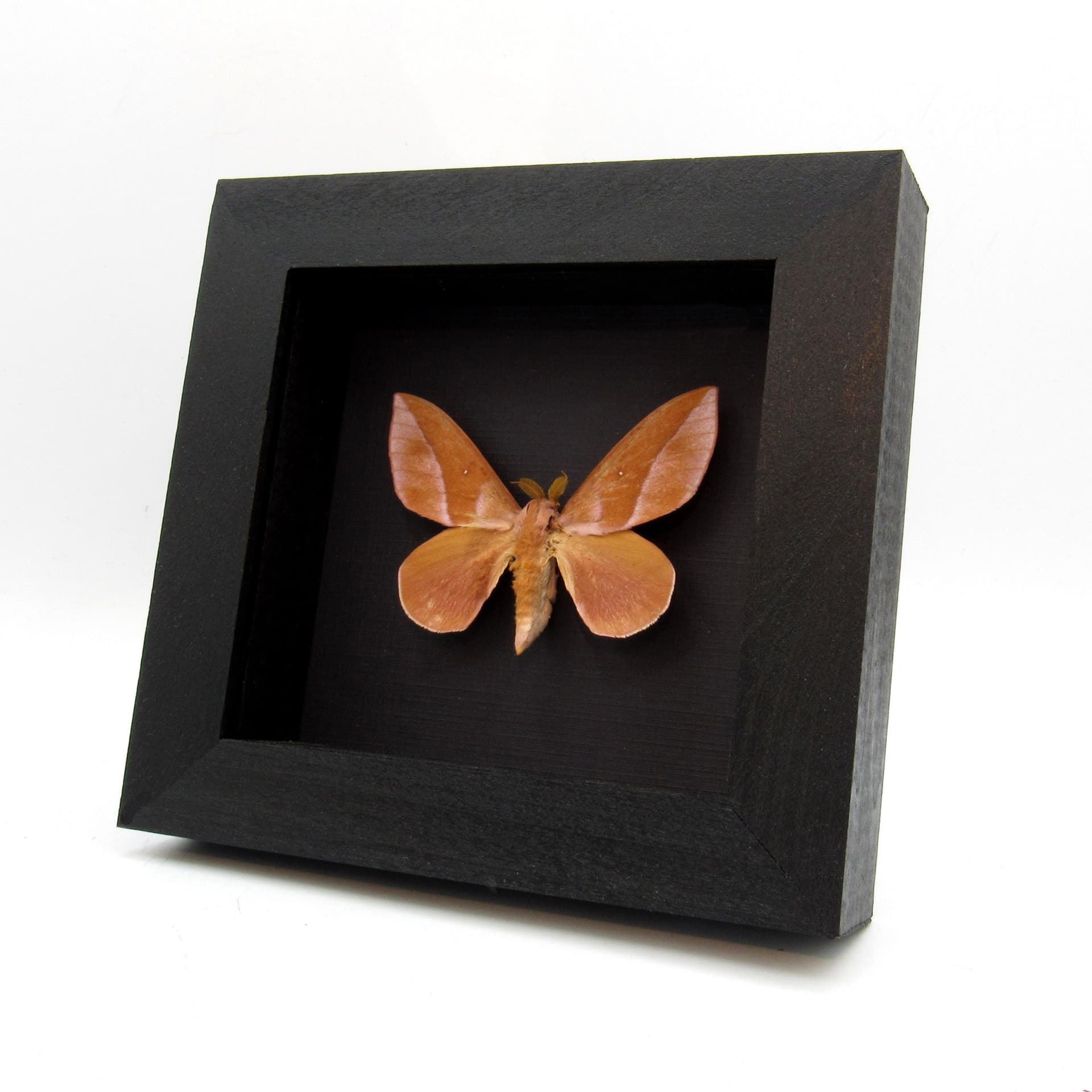 Real Mexican Silk moth framed taxidermy - Saturniidae species