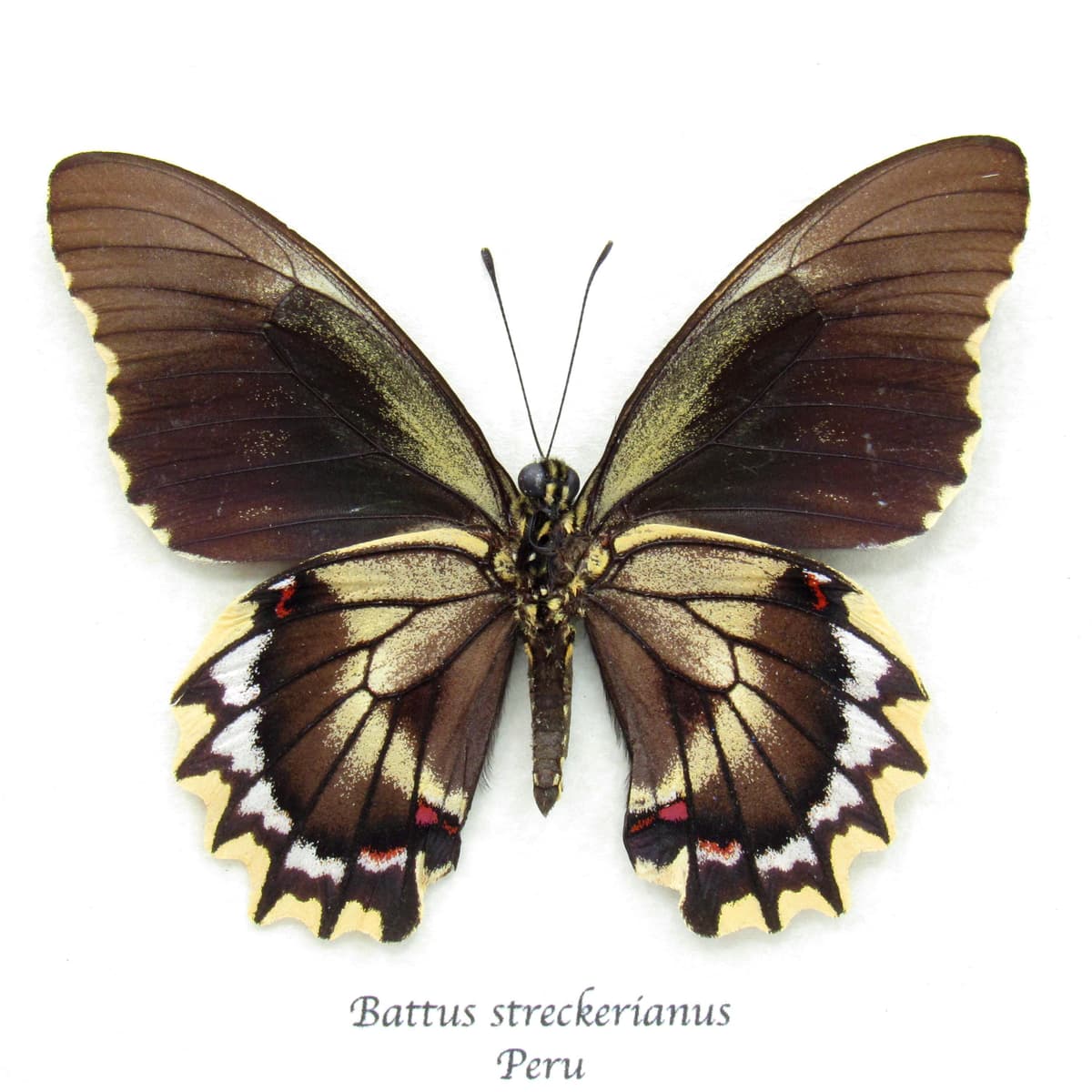 Real Swallowtail butterfly framed taxidermy - Battus streckerianus