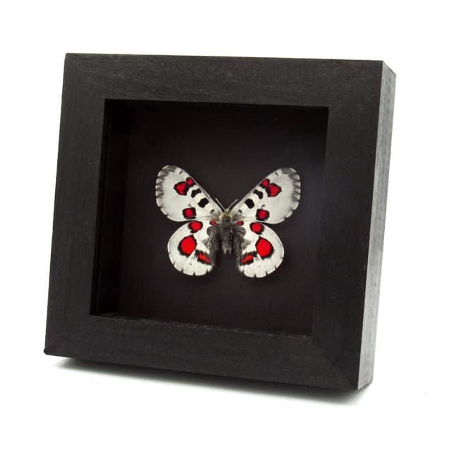 Very rare red Snow Apollo butterfly framed specimen - Parnassius nomion koiwayai