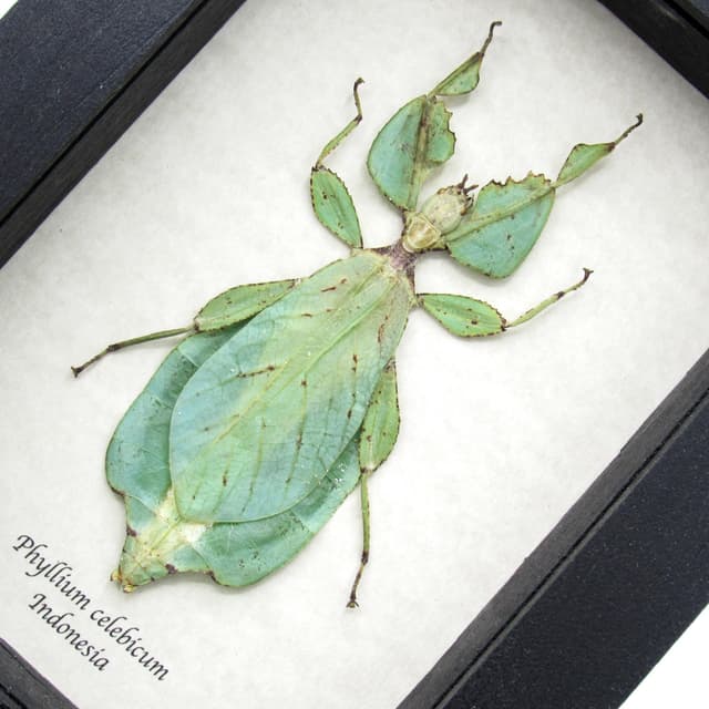 Real Walking Leaf insect framed taxidermy - Phyllium celebicum - female