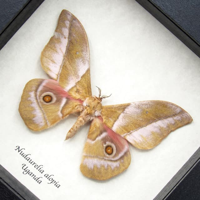 Real pink African Silk moth framed taxidermy - Nudaurelia alopia