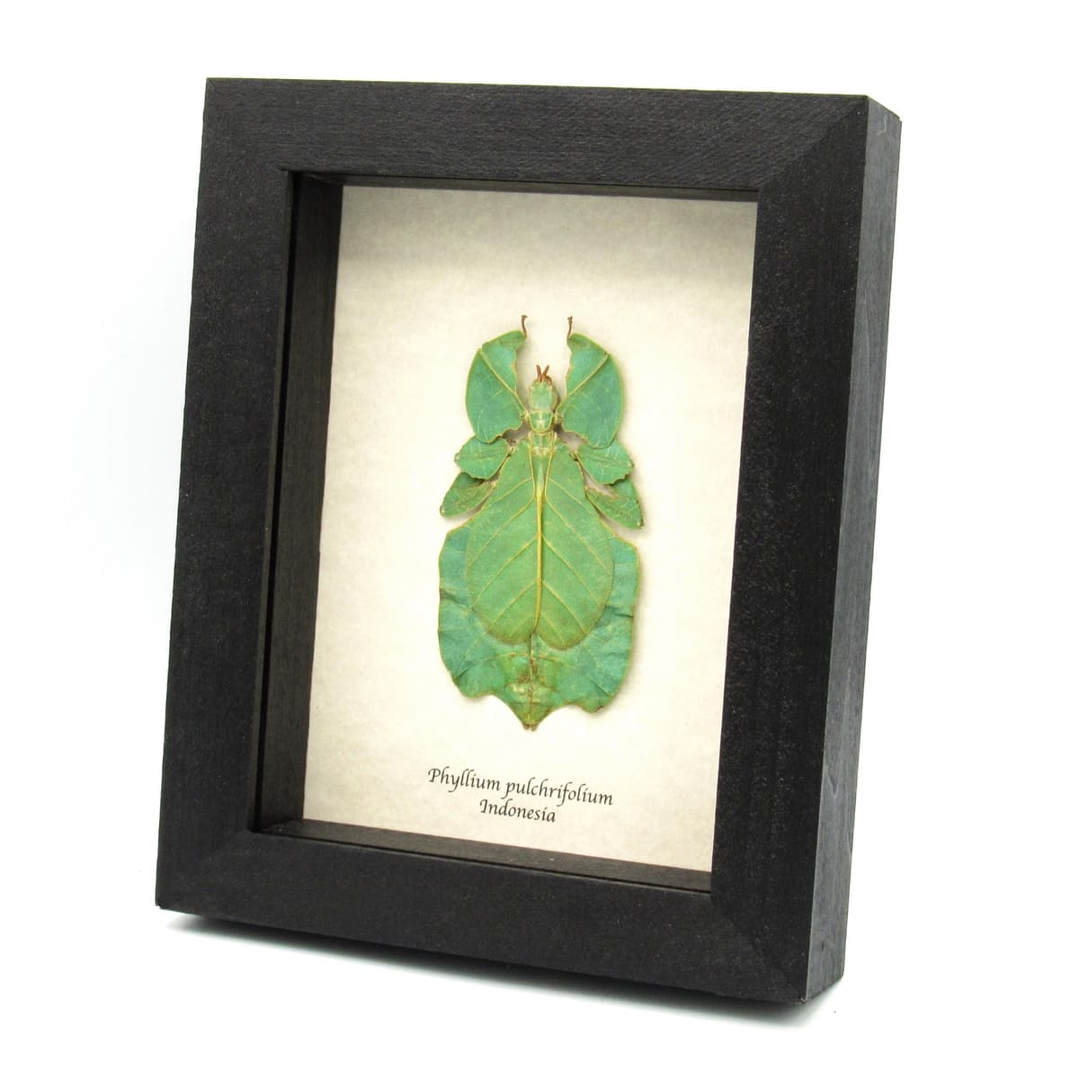 Real leaf insect framed taxidermy - Phyllium pulchrifolium