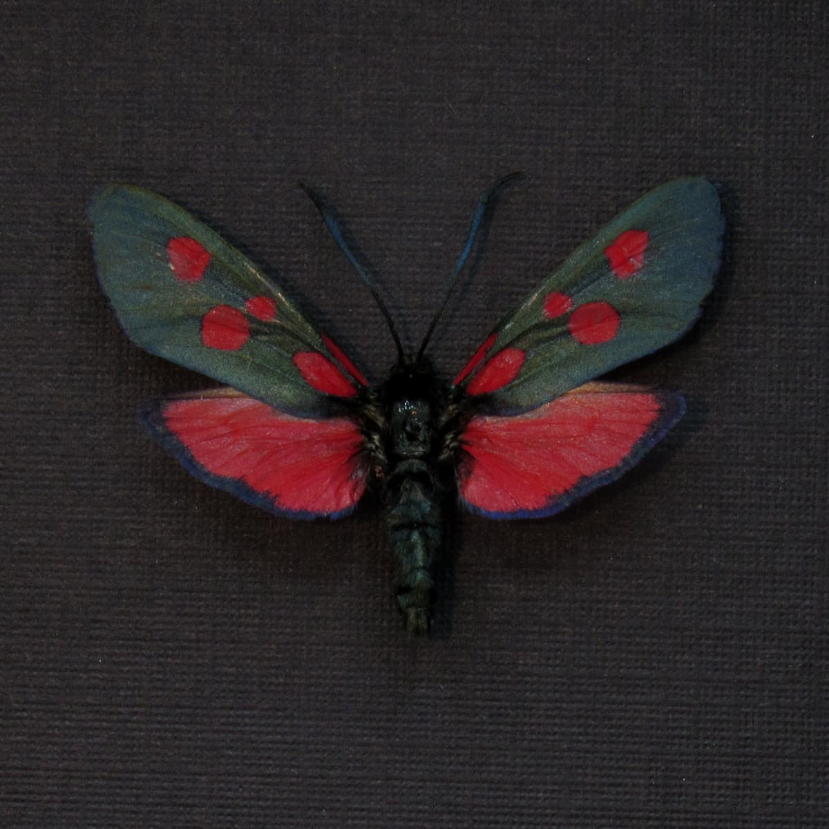Real red Five Spot Burnet moth framed taxidermy - Zygaena lonicerae - large female