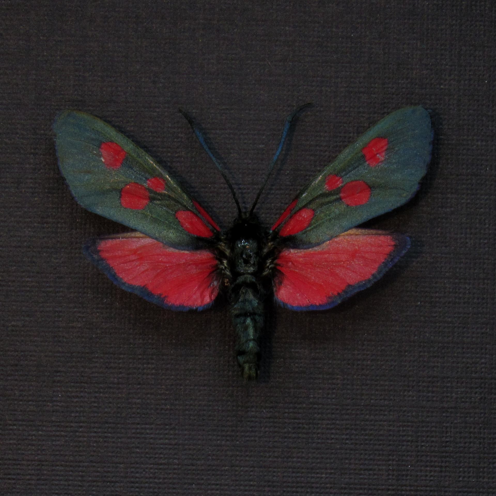 Real red Five Spot Burnet moth framed taxidermy - Zygaena lonicerae - large female
