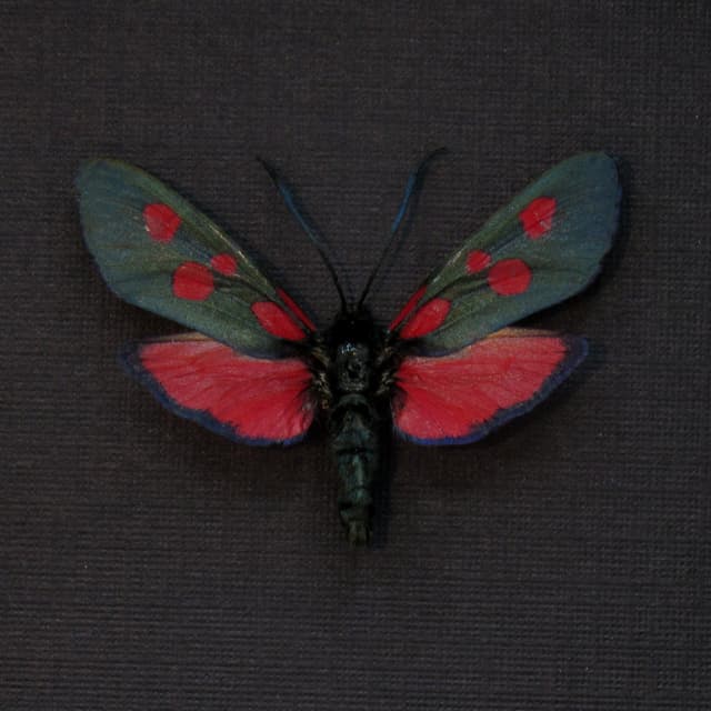 Real red Five Spot Burnet moth framed taxidermy - Zygaena lonicerae - large female