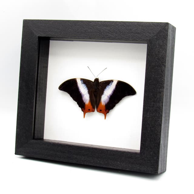 Real Violet Banded Palla butterfly framed taxidermy - Palla violinitens - Victorian mount