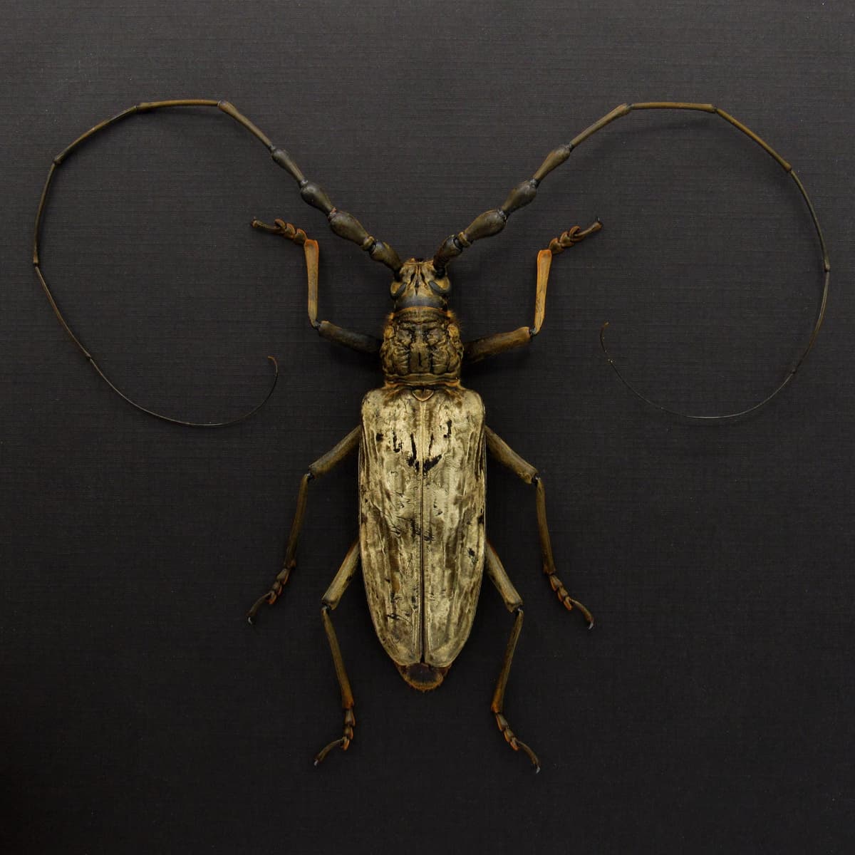 Real Giant Velvet Longhorn beetle framed taxidermy - Neocerambyx gigas - XL specimen