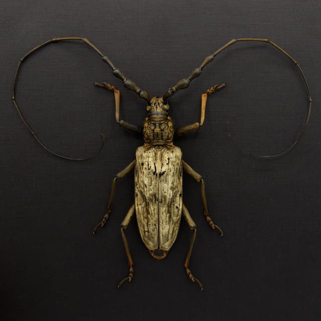 Real Giant Velvet Longhorn beetle framed taxidermy - Neocerambyx gigas - XL specimen