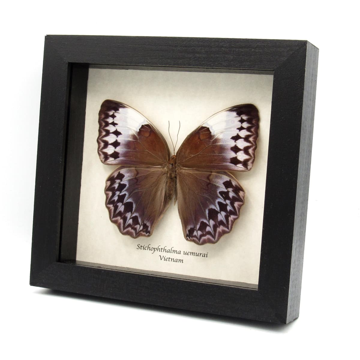Rare XL Jungle Queen butterfly framed taxidermy - Stichophthalma uemurai