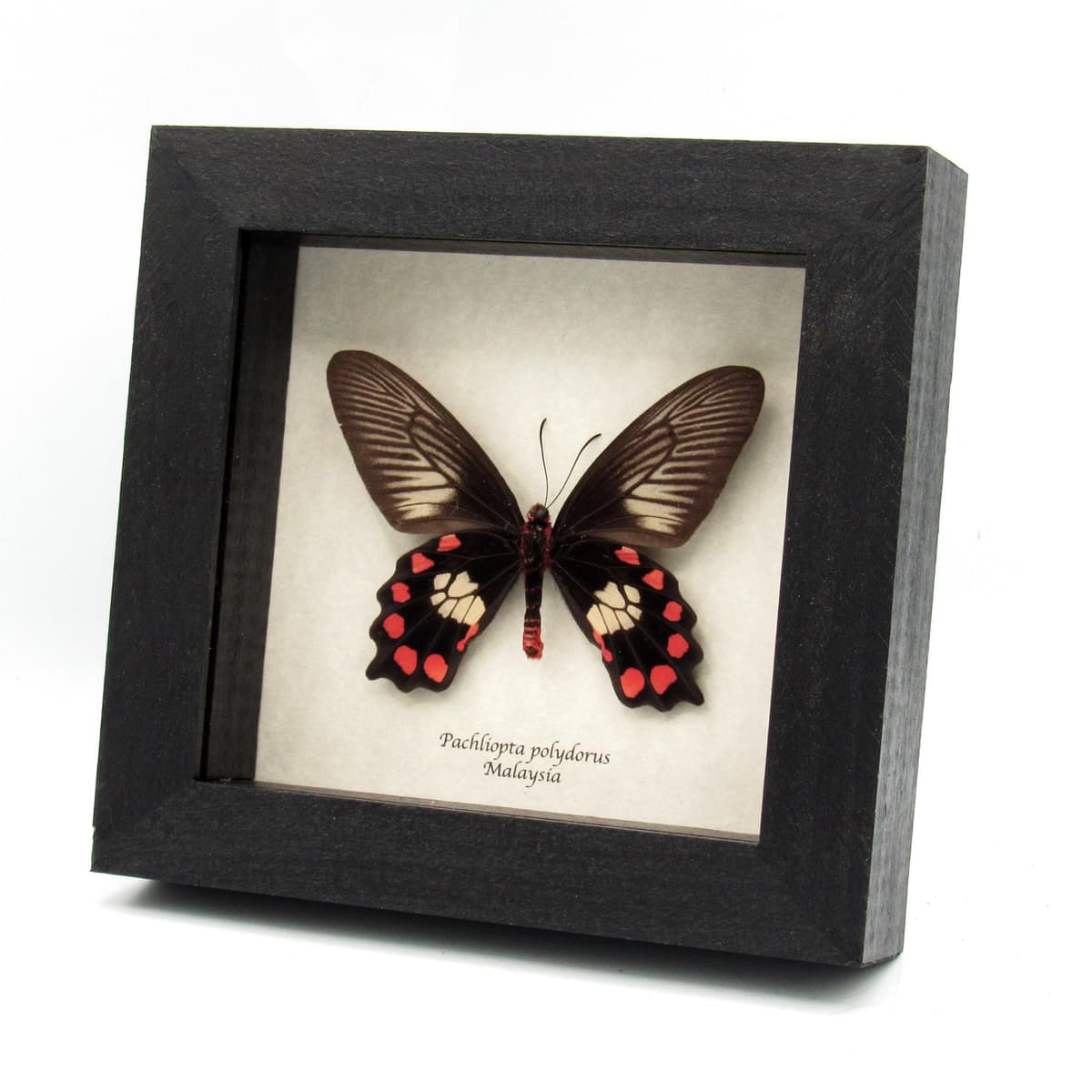 Real Red-bodied Swallowtail butterfly framed taxidermy - Pachliopta polydorus