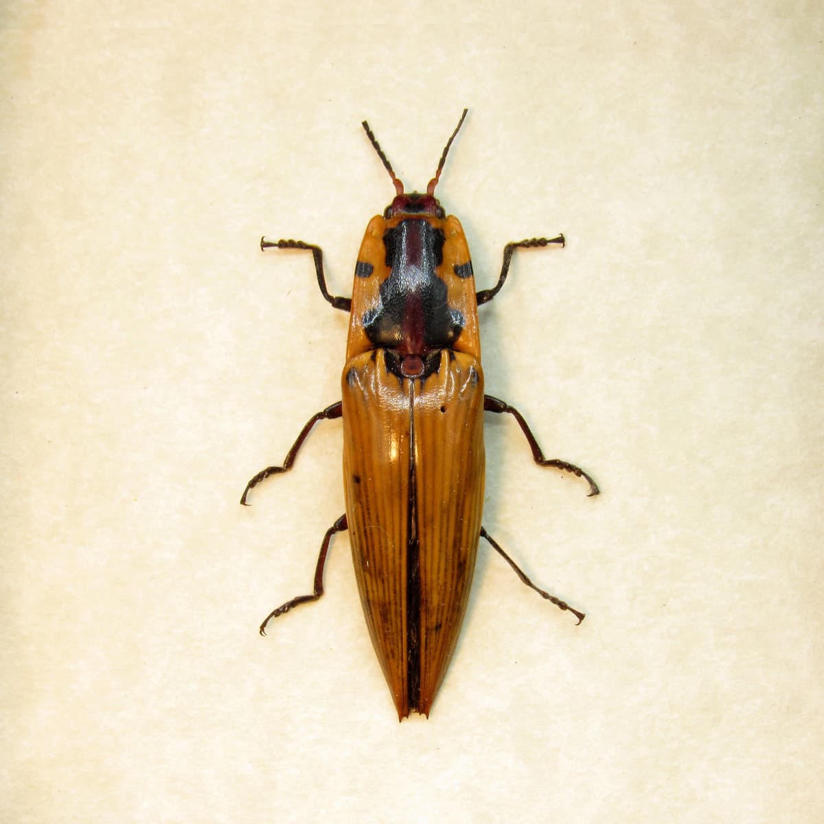 Real yellow Click beetle framed taxidermy - Semiotus imperialis