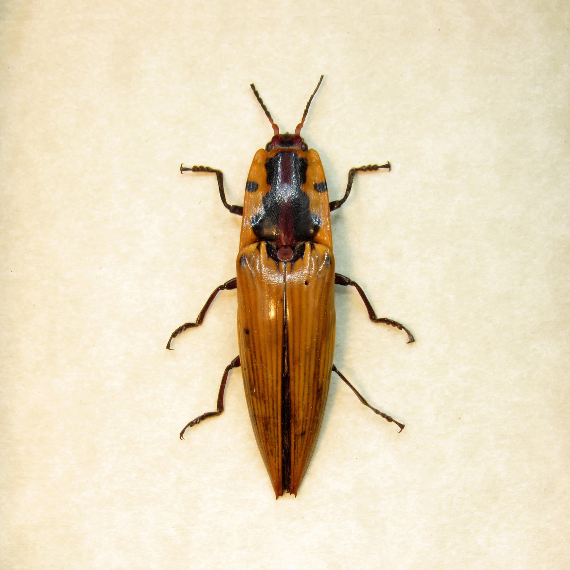 Real yellow Click beetle framed taxidermy - Semiotus imperialis