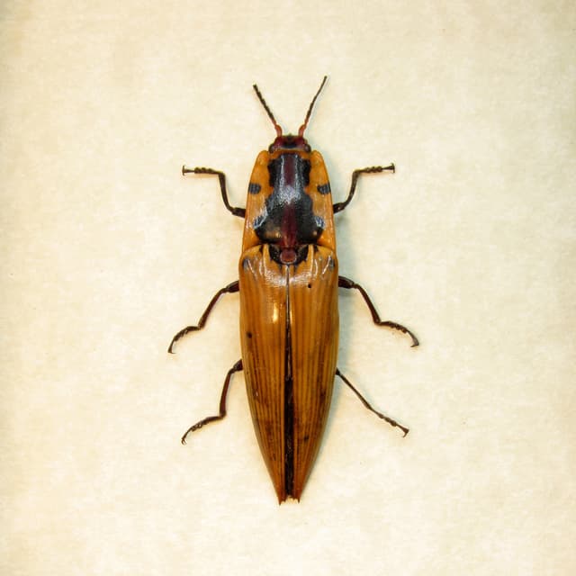 Real yellow Click beetle framed taxidermy - Semiotus imperialis
