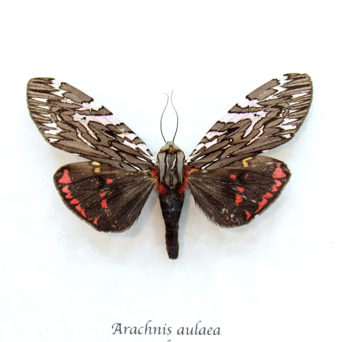 Real red Tiger Moth framed taxidermy - Arachnis aulaea