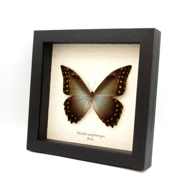 Rare Giant Morpho butterfly framed taxidermy - Morpho amphitryon