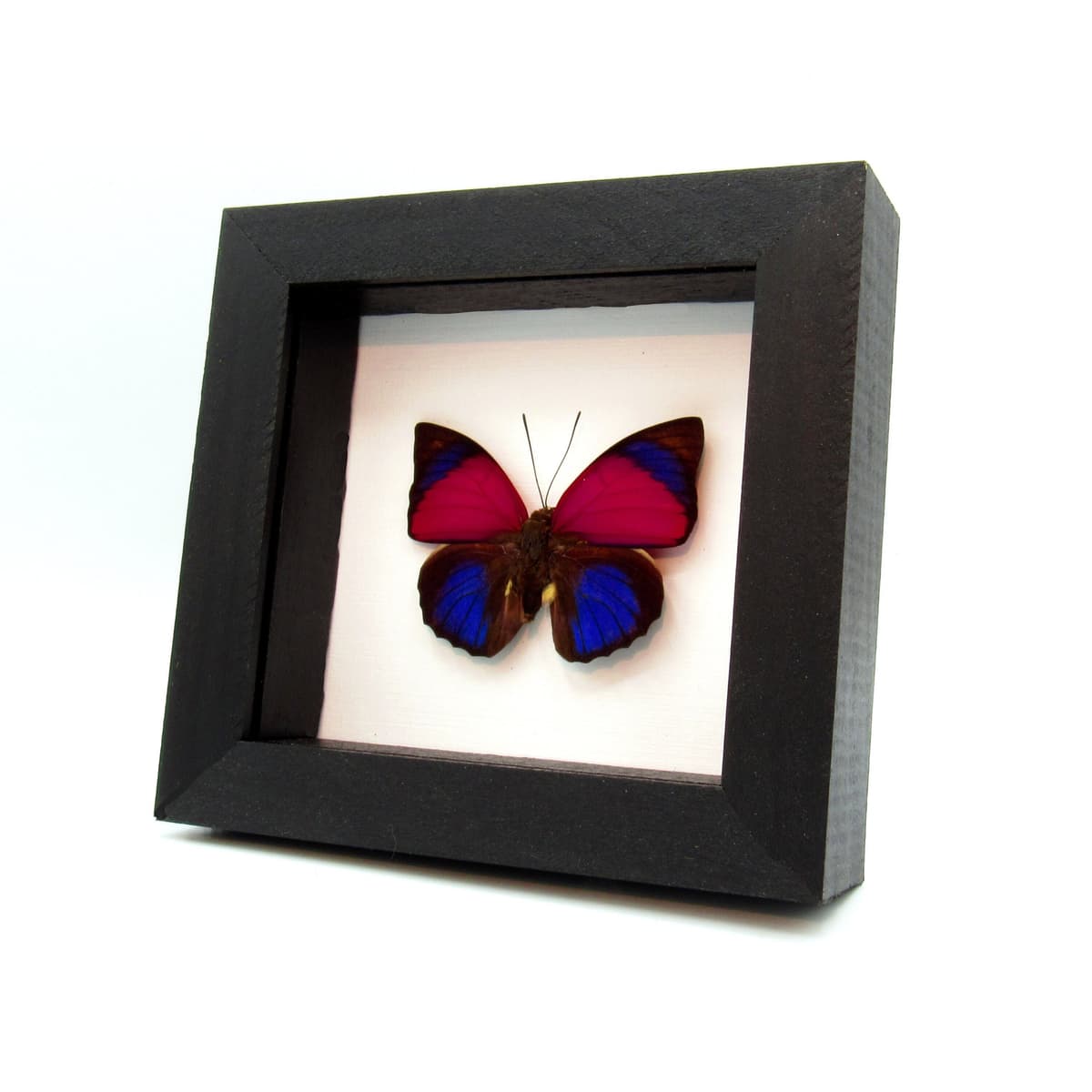 Real fuschia Brush-footed butterfly framed taxidermy - Agrias sardanapalus