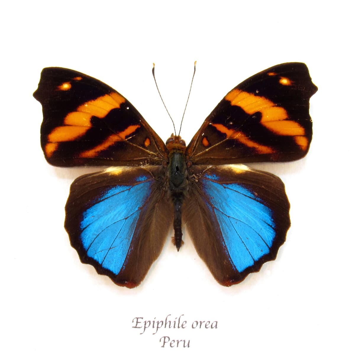 Real butterfly framed taxidermy - Epiphile orea