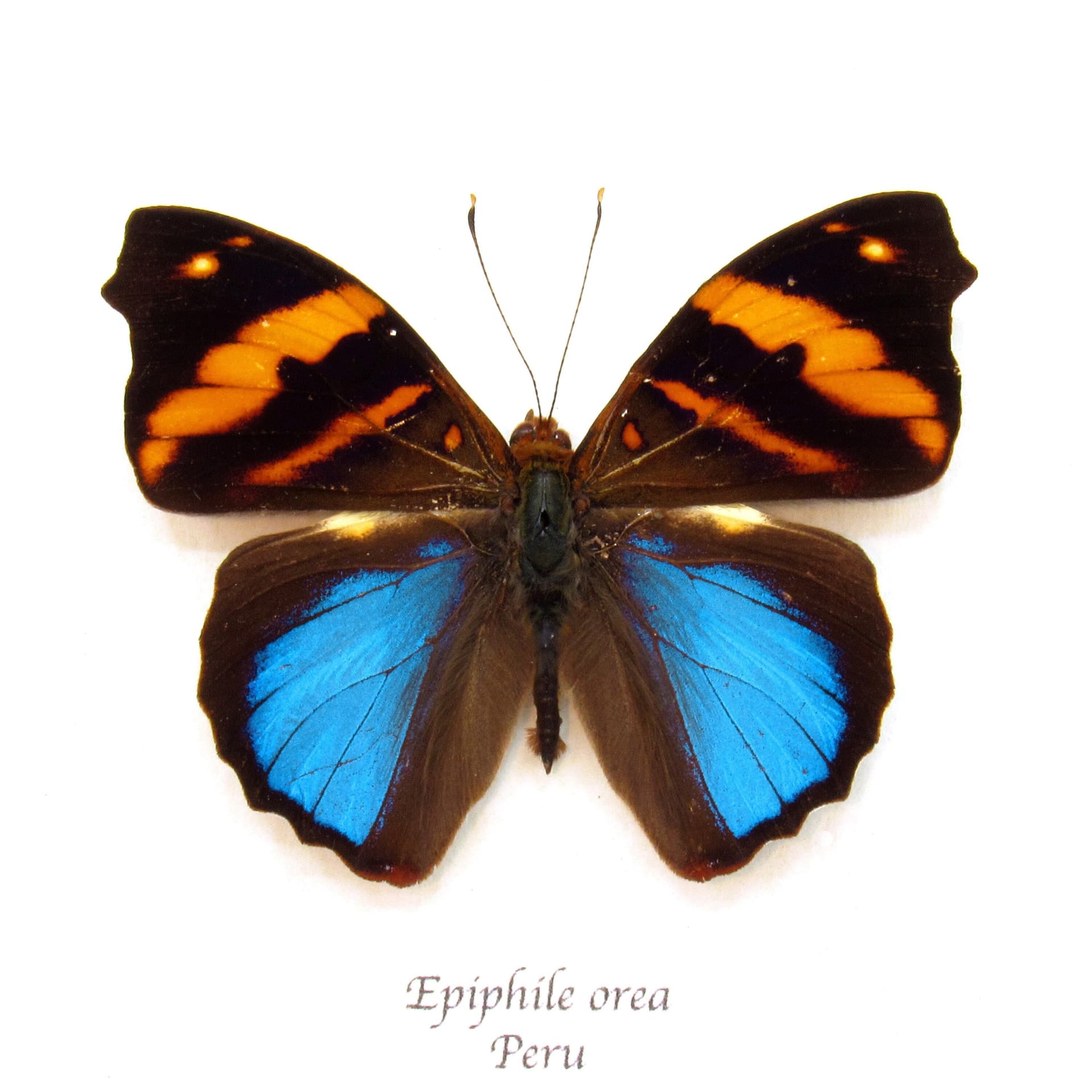 Real butterfly framed taxidermy - Epiphile orea