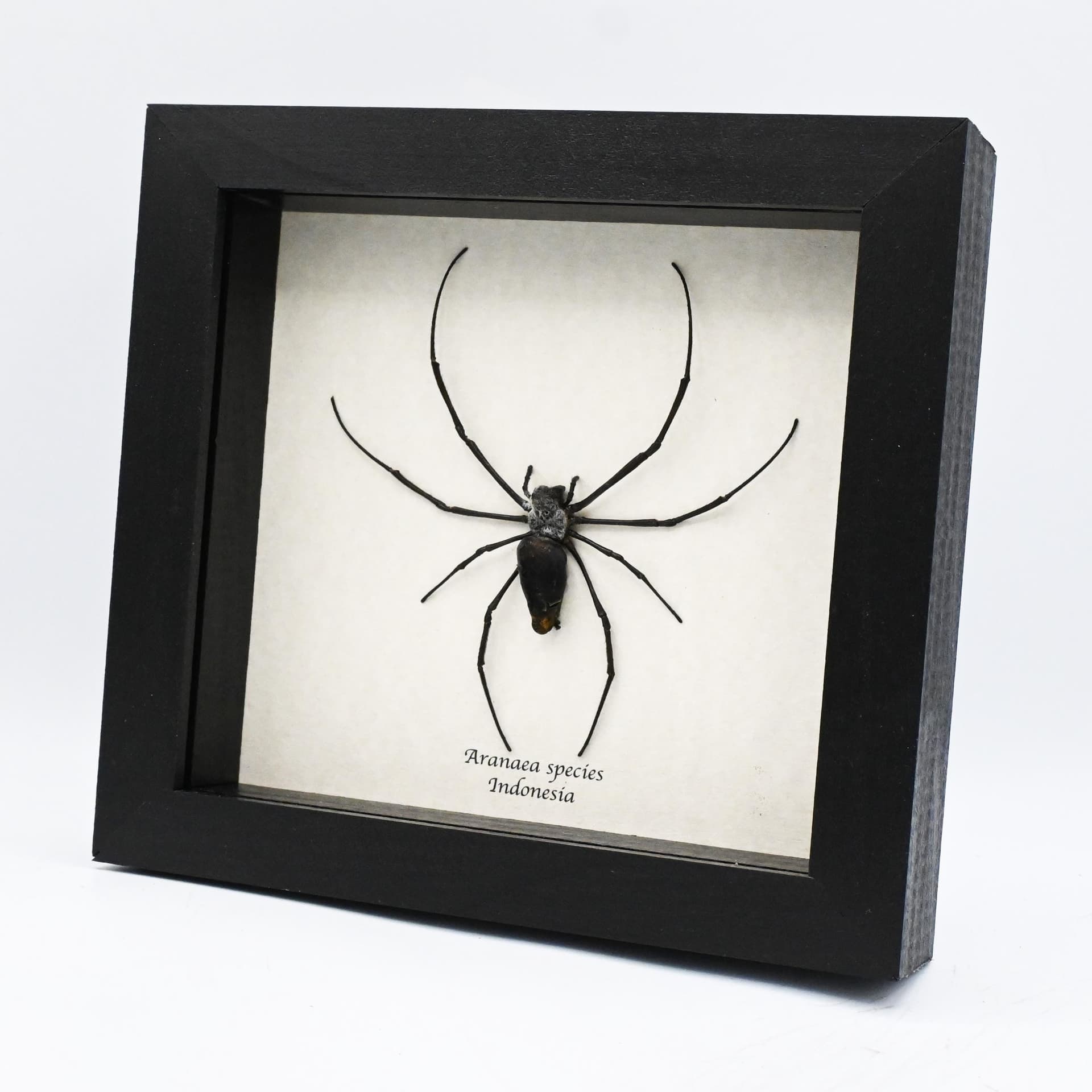 Real Silk Orb Weaver spider framed taxidermy - Aranaea species - large