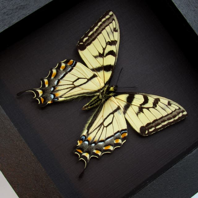 Real Tiger Swallowtail framed taxidermy - Papilio glaucus