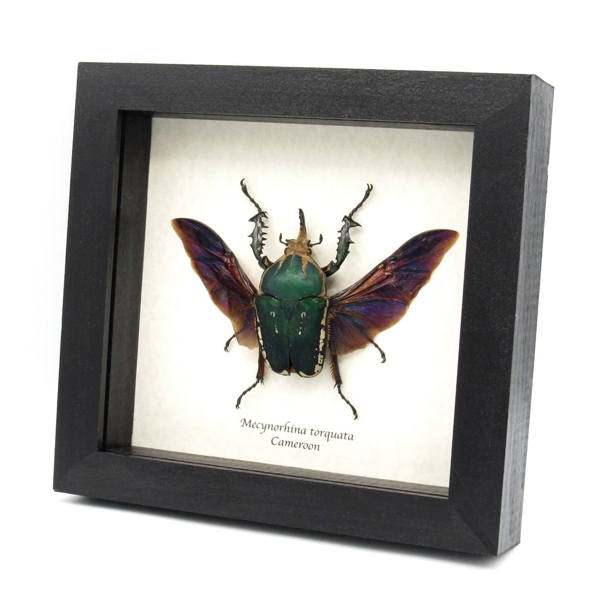 Real XL flower beetle framed taxidermy - Mecynorhina torquata