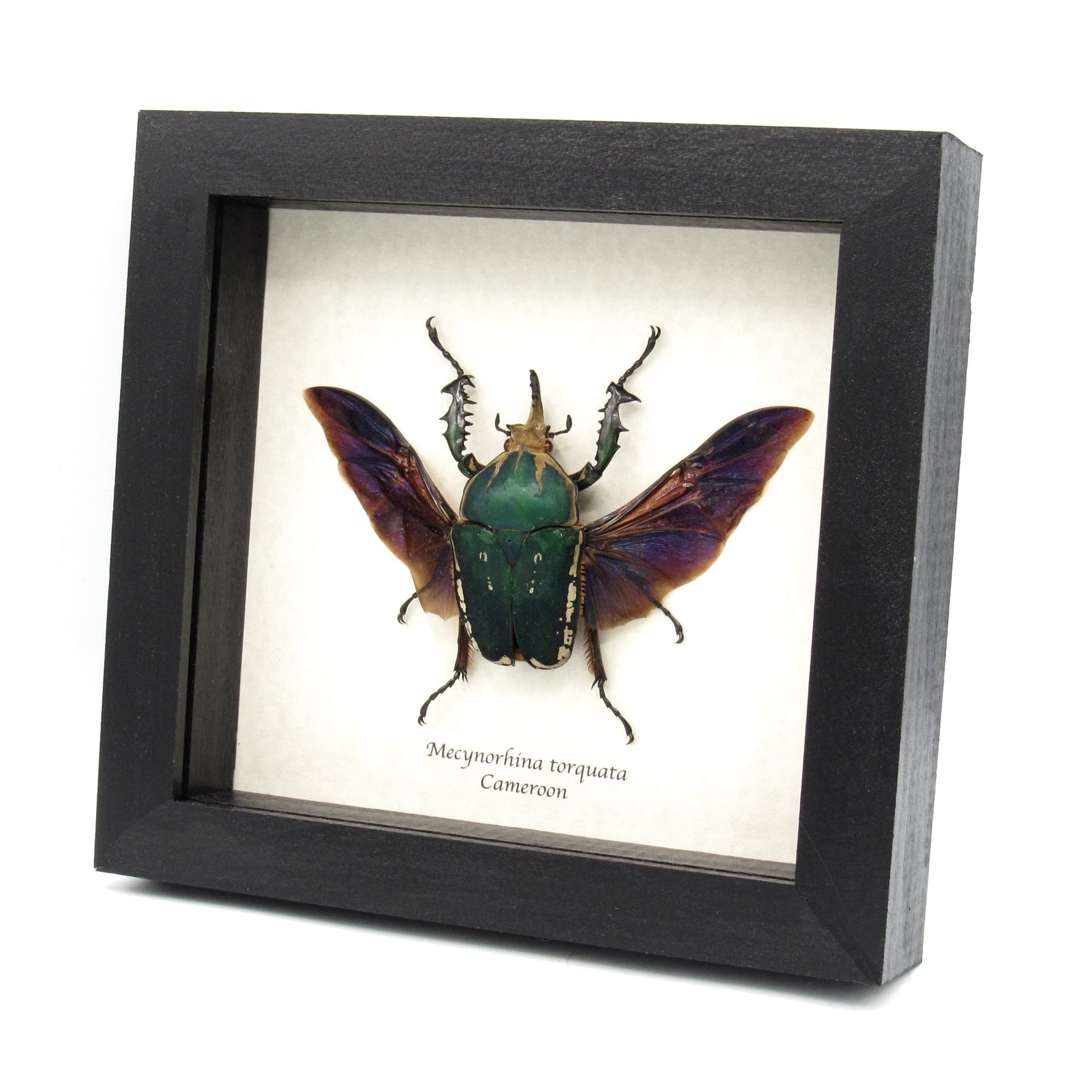 Real XL flower beetle framed taxidermy - Mecynorhina torquata
