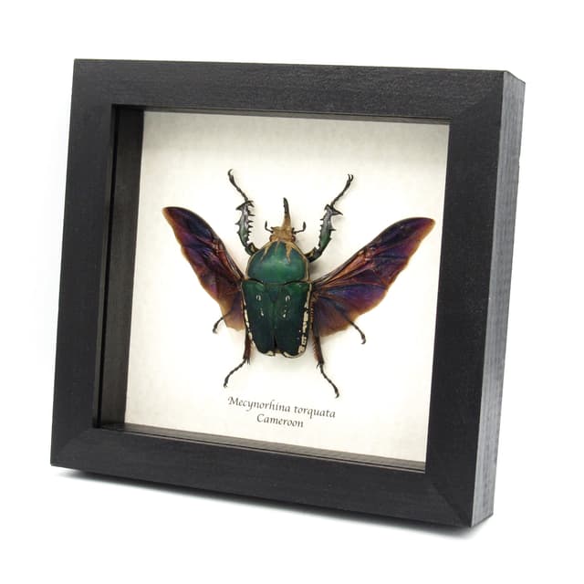 Real XL flower beetle framed taxidermy - Mecynorhina torquata