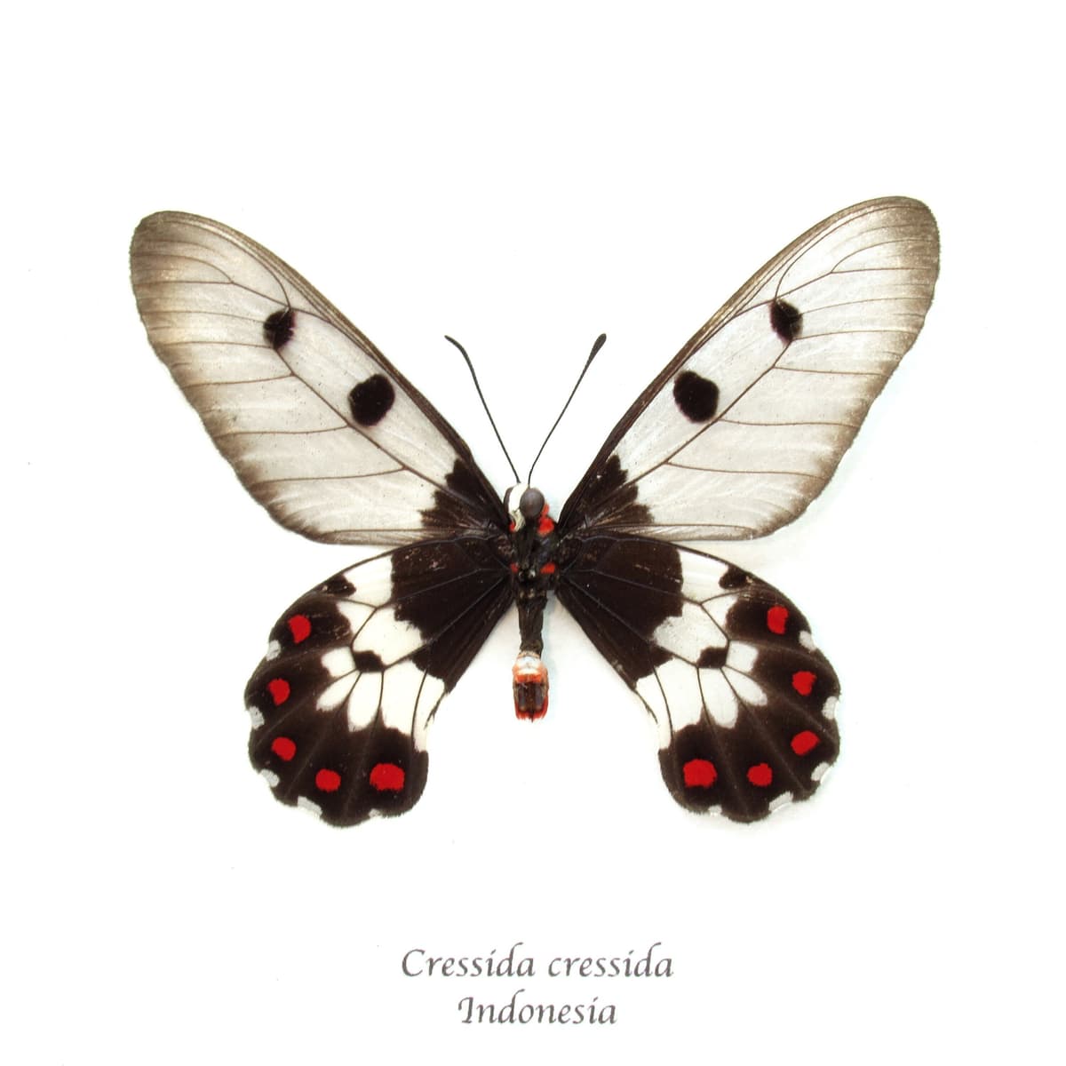 Real Clearwing Swallowtail butterfly framed taxidermy - Cressida cressida