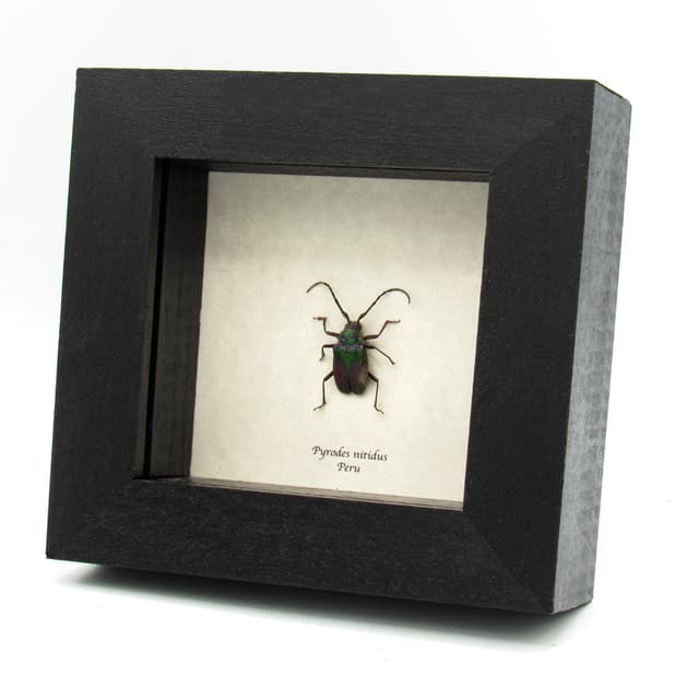 Rare metallic green Longhorn beetle framed taxidermy - Pyrodes nitidus
